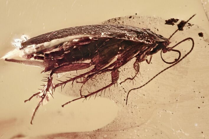 Large Fossil Cockroach (Blattodea) In Baltic Amber - Rare! #346391